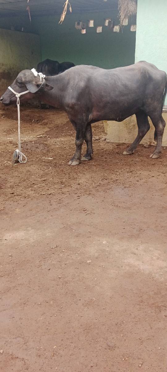 ખડેલી વેસવા ની સે