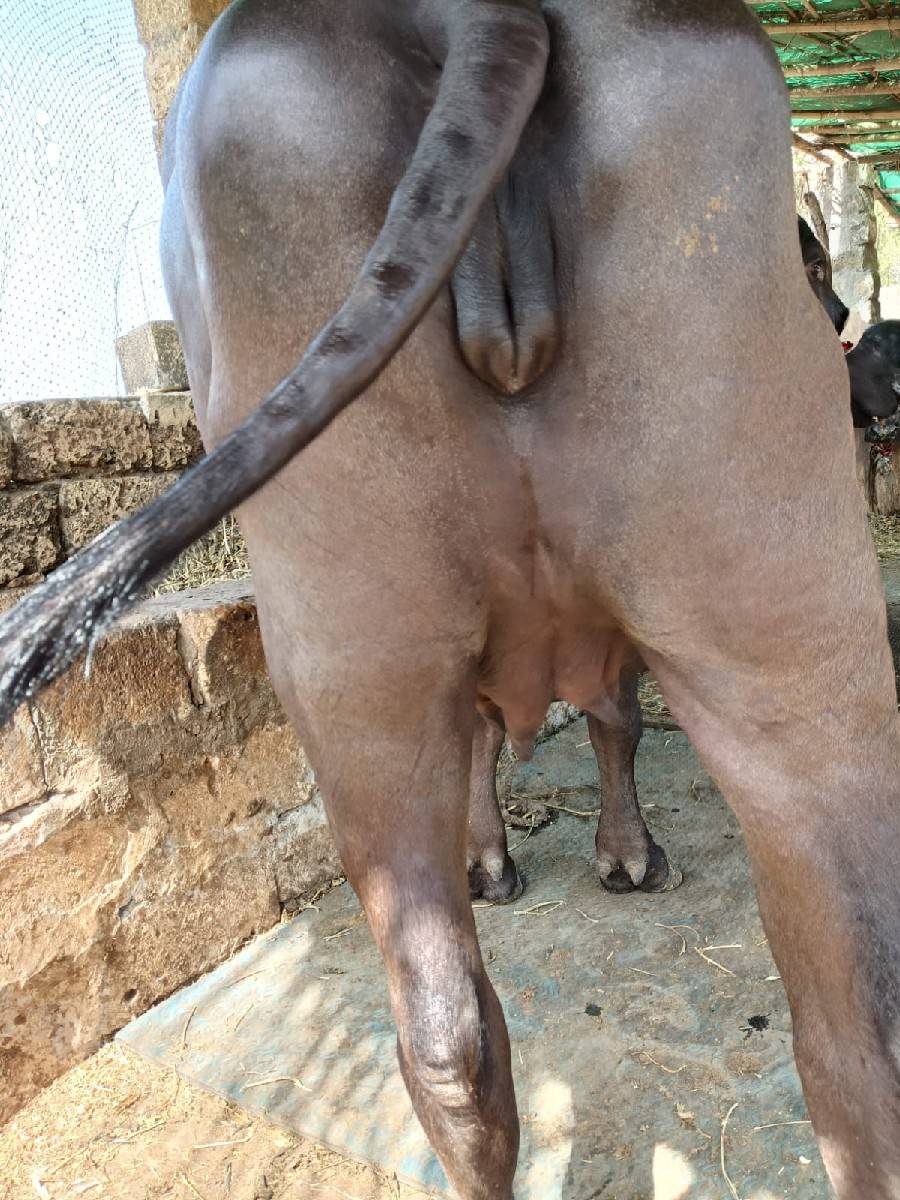 ભેંશ વેચવાની છે