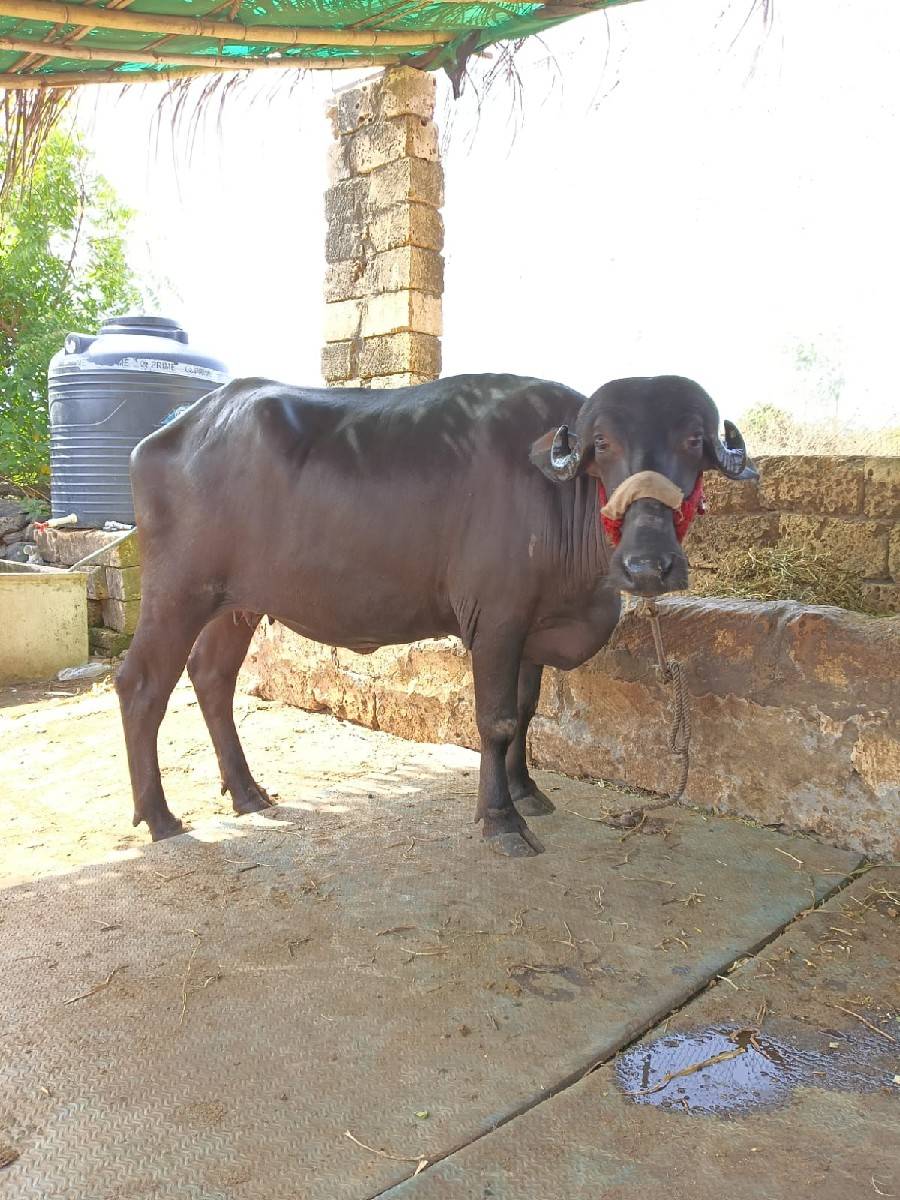 ભેંશ વેચવાની છે