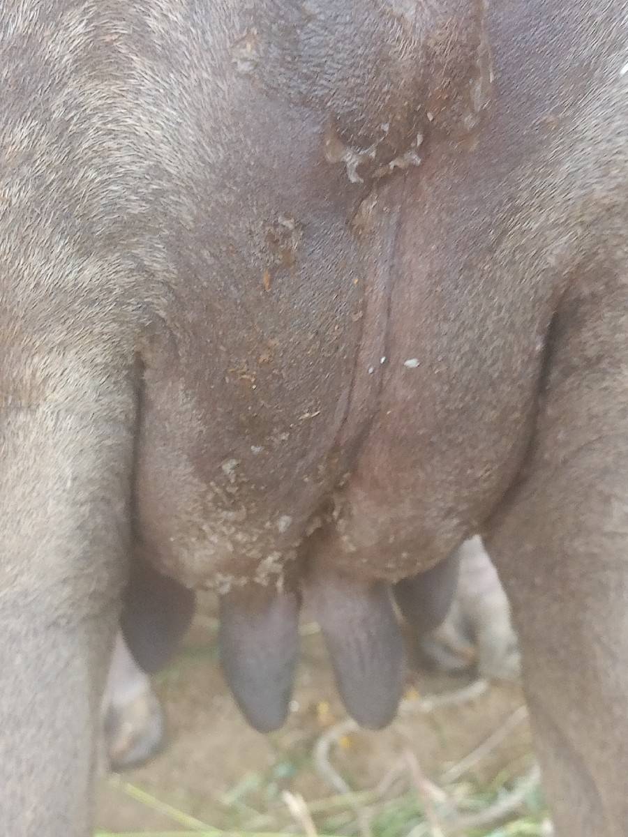 ભેંસ વેચવાની છે