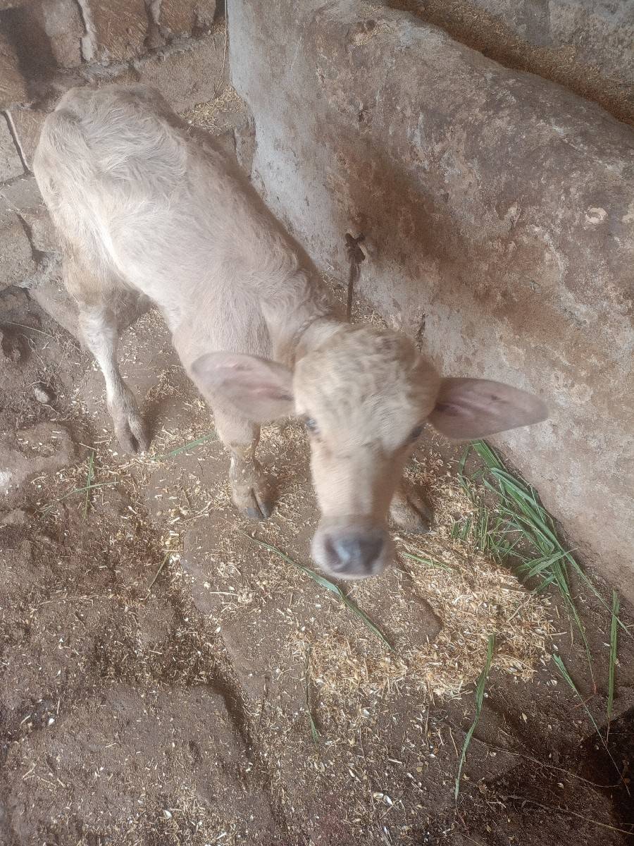 ભેંસ વેચવાની છે