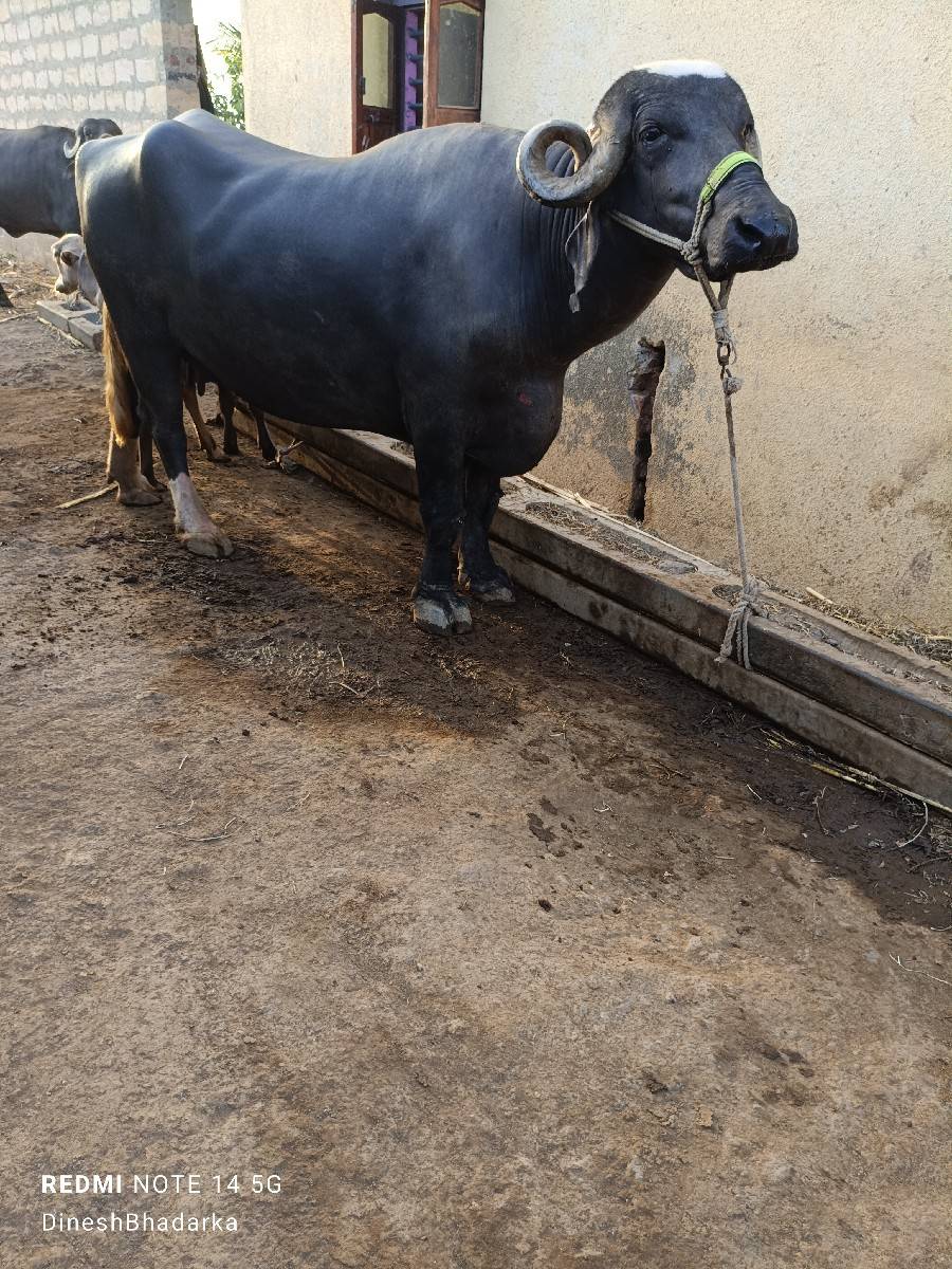 bhes vechavani chhe