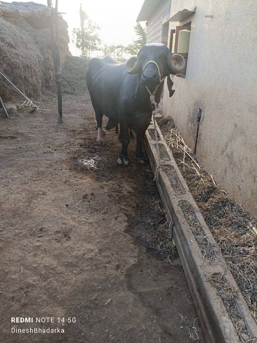 bhes vechavani chhe