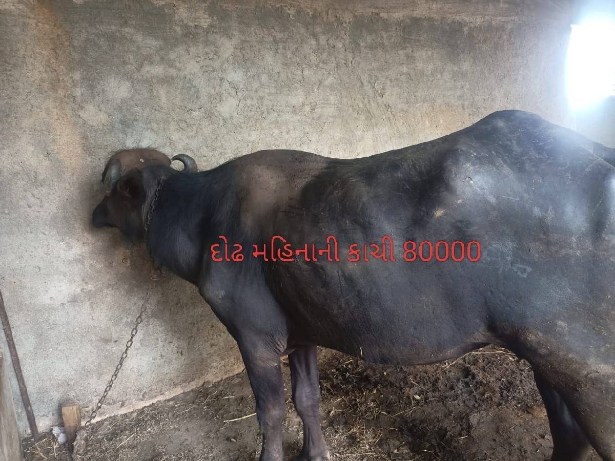 બે ખડેલી વેચવાની છે