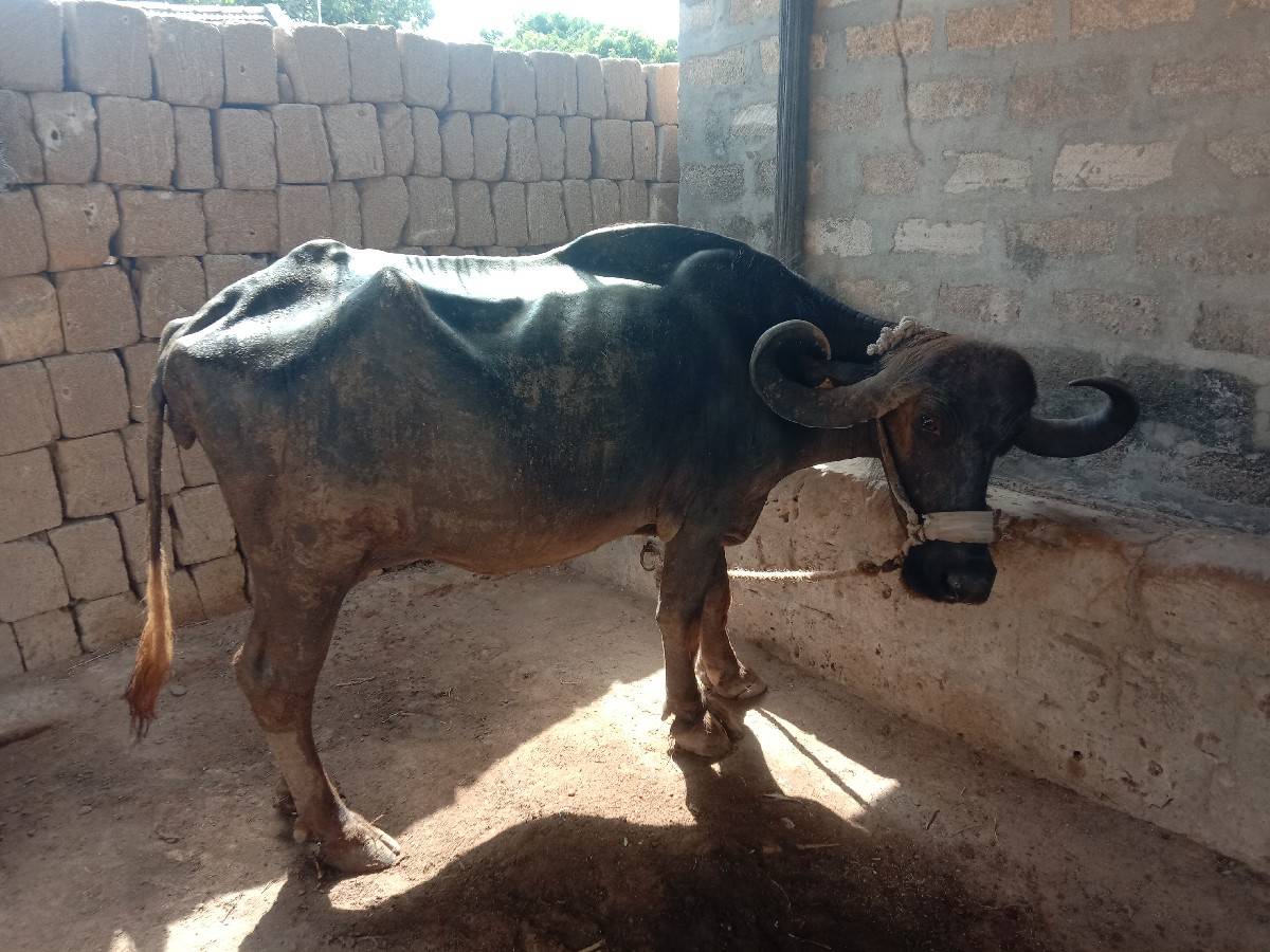 આ ભેસ વેચવા ની છે  બધી જ જવાબદારી