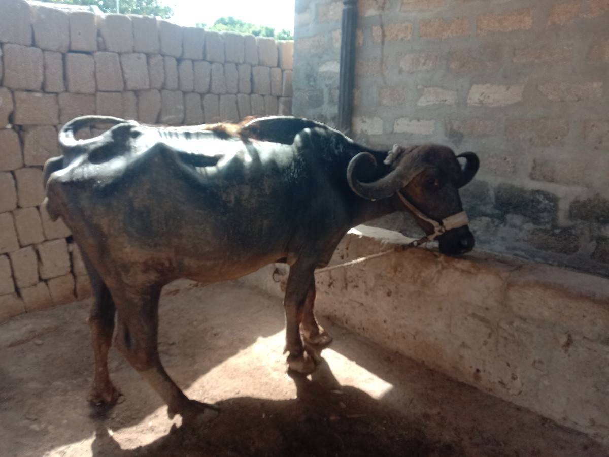 આ ભેસ વેચવા ની છે  બધી જ જવાબદારી