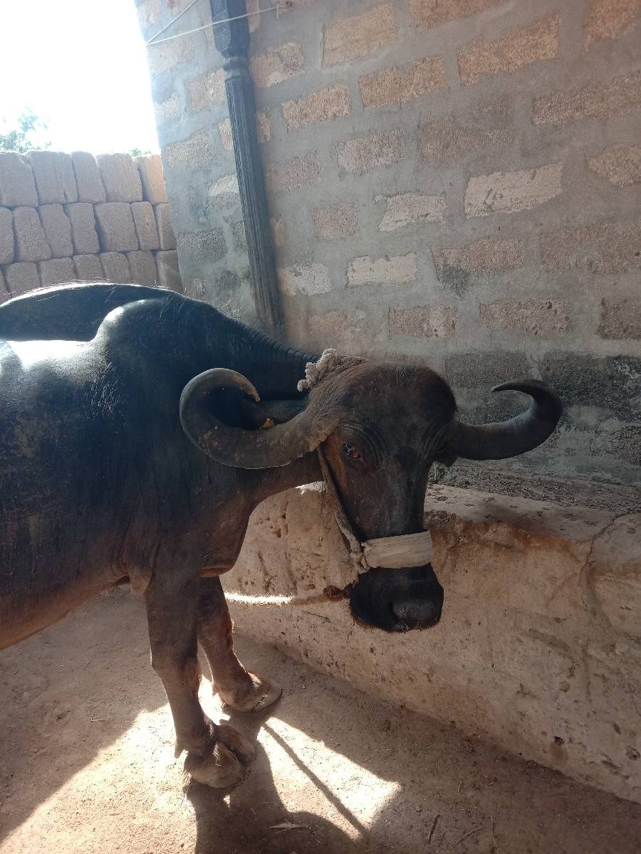 આ ભેસ વેચવા ની છે  બધી જ જવાબદારી