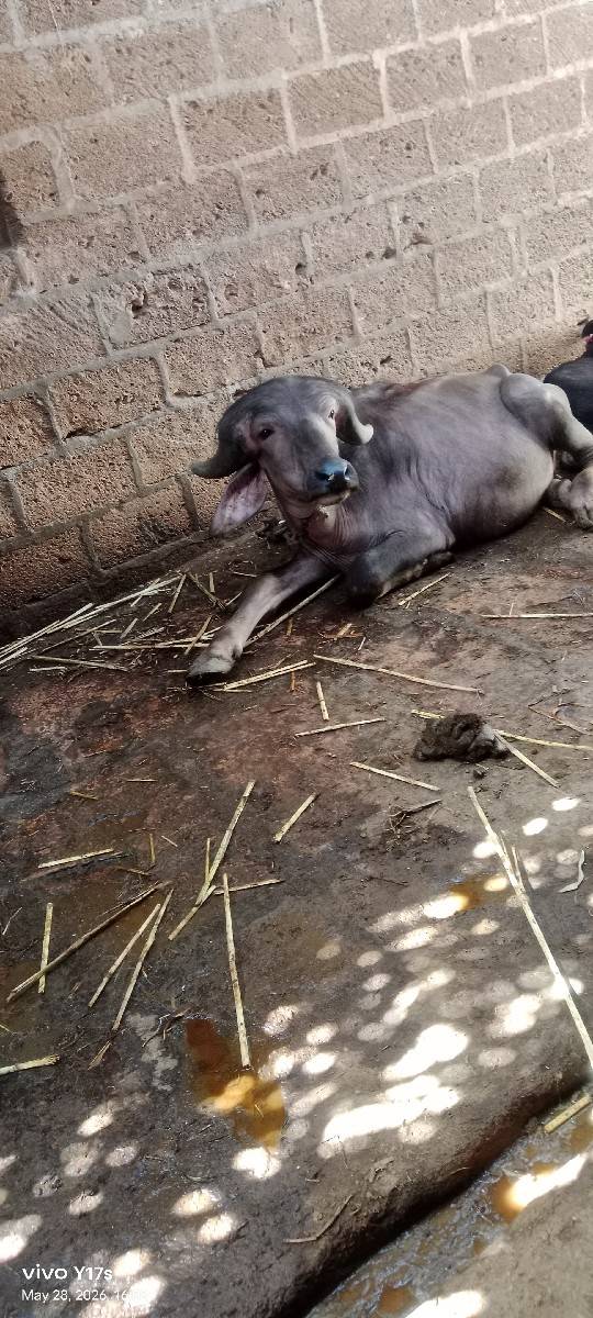 પાડો વેચવાનો છે