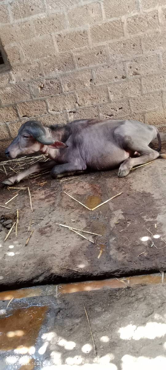 પાડો વેચવાનો છે