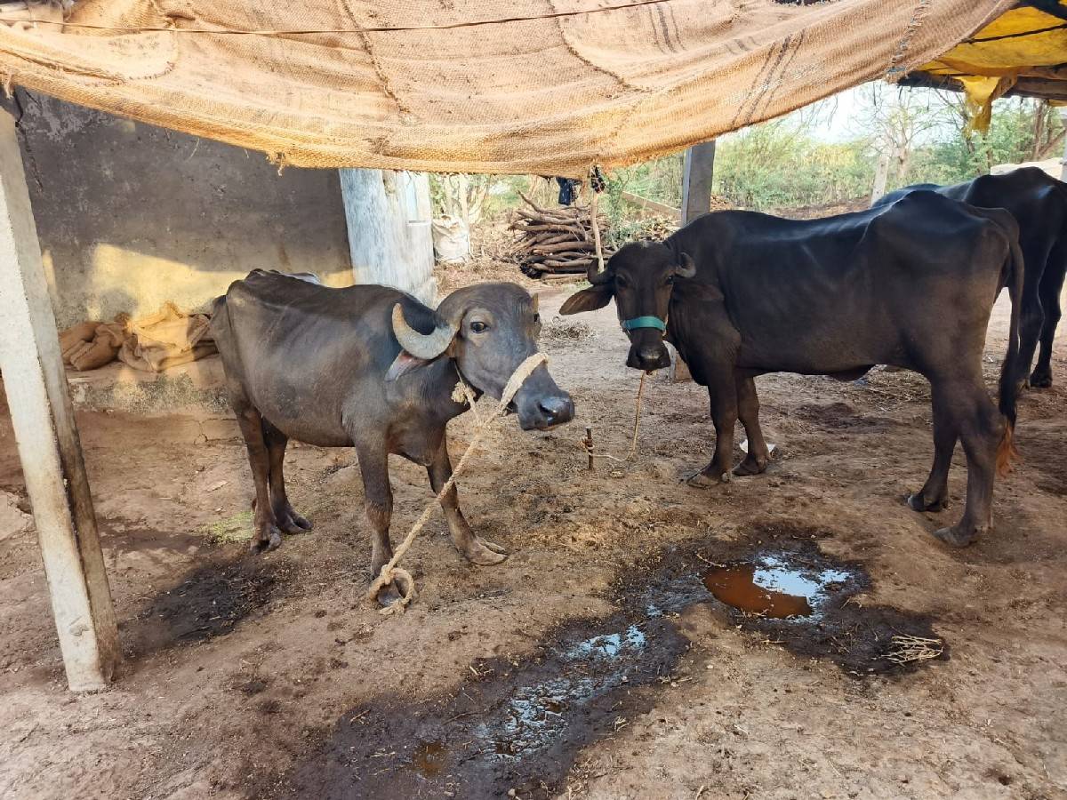 બેખડેલાવેચવાનાછે