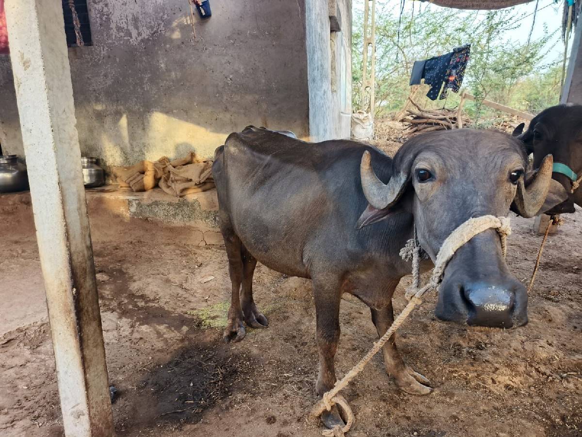 બેખડેલાવેચવાનાછે