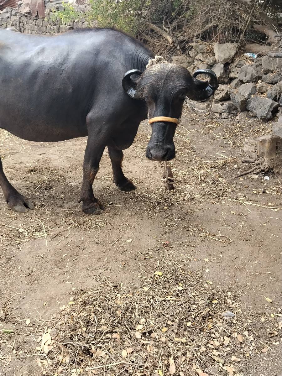 પેલવેતરી ખડેલી વેચવાની સે