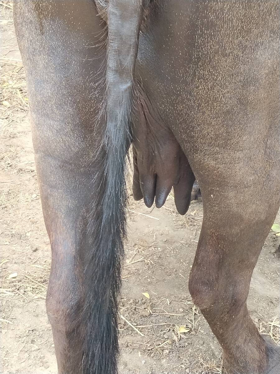 પેલવેતરી ખડેલી વેચવાની સે