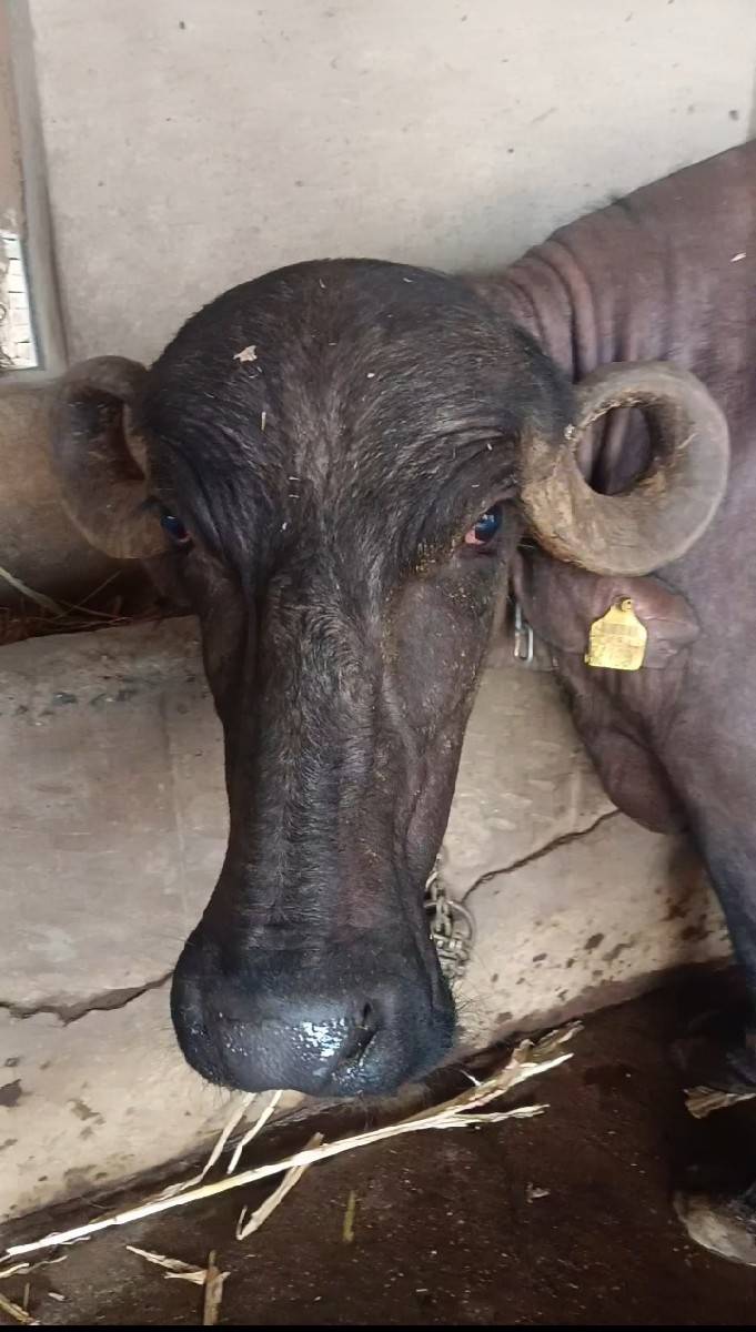 જાફરાબાદી ખડી