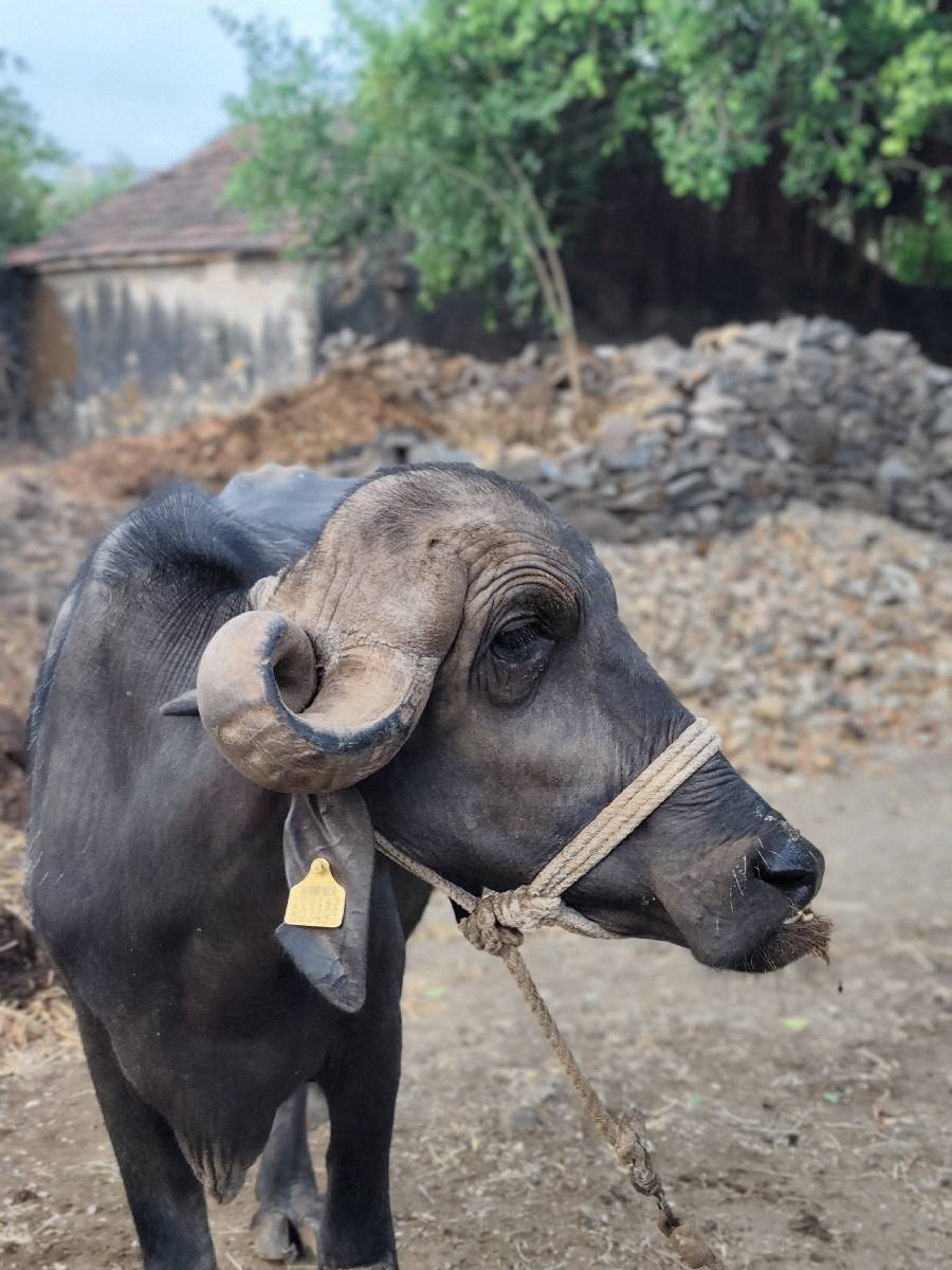 2 પેલા વેતર નાં ખદેલા
