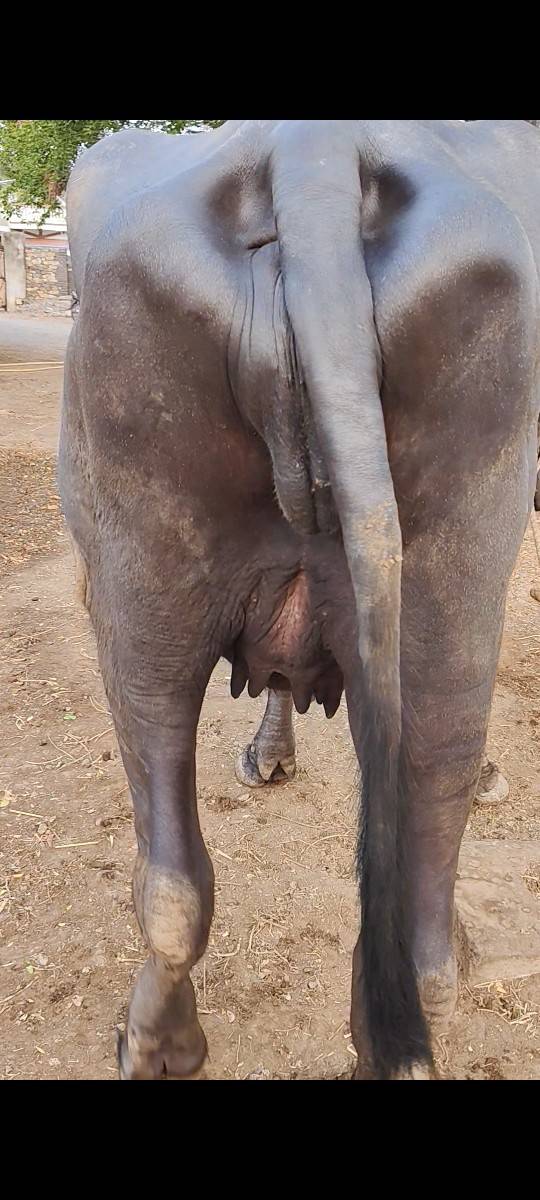2 પેલા વેતર નાં ખદેલા