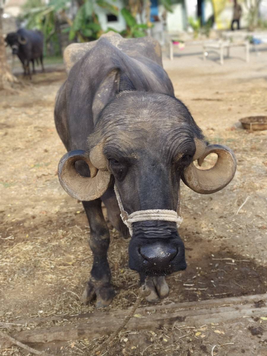 2 પેલા વેતર નાં ખદેલા
