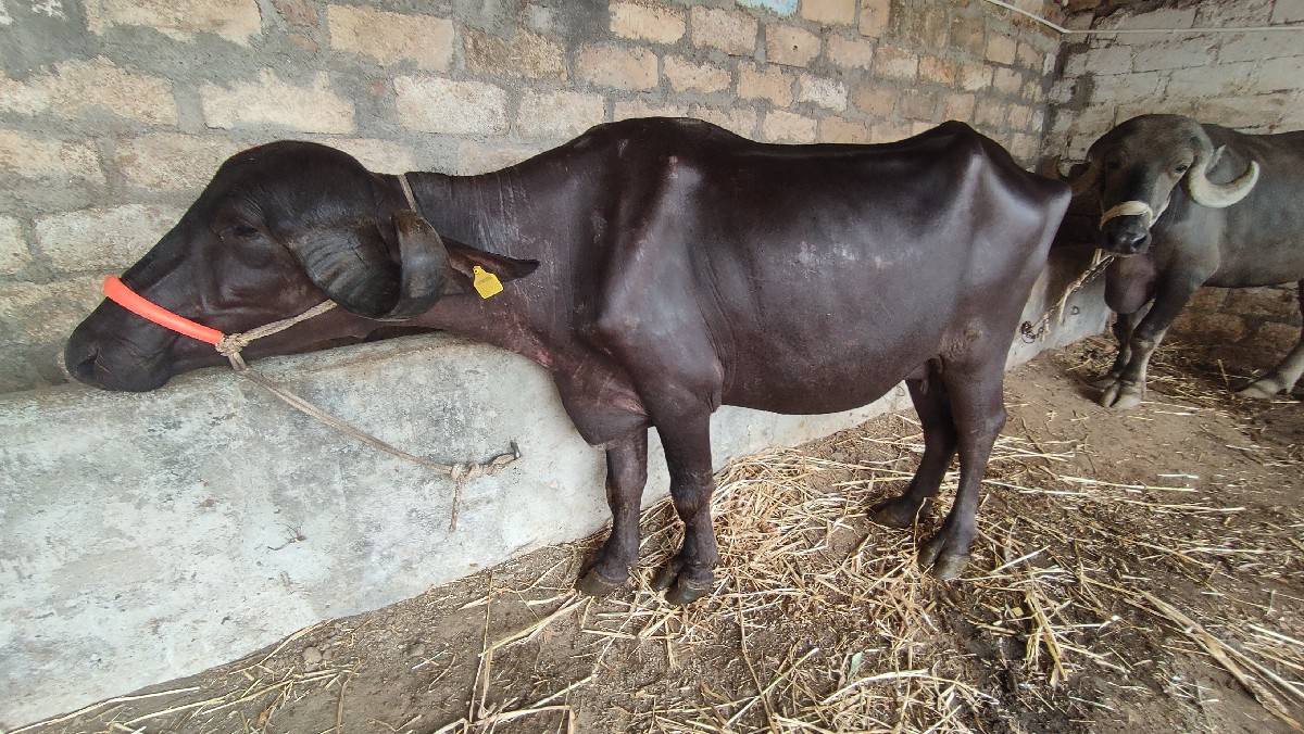 પેલુવેતર.જાફરિ. 10.થિ12.દીવશકાશિ