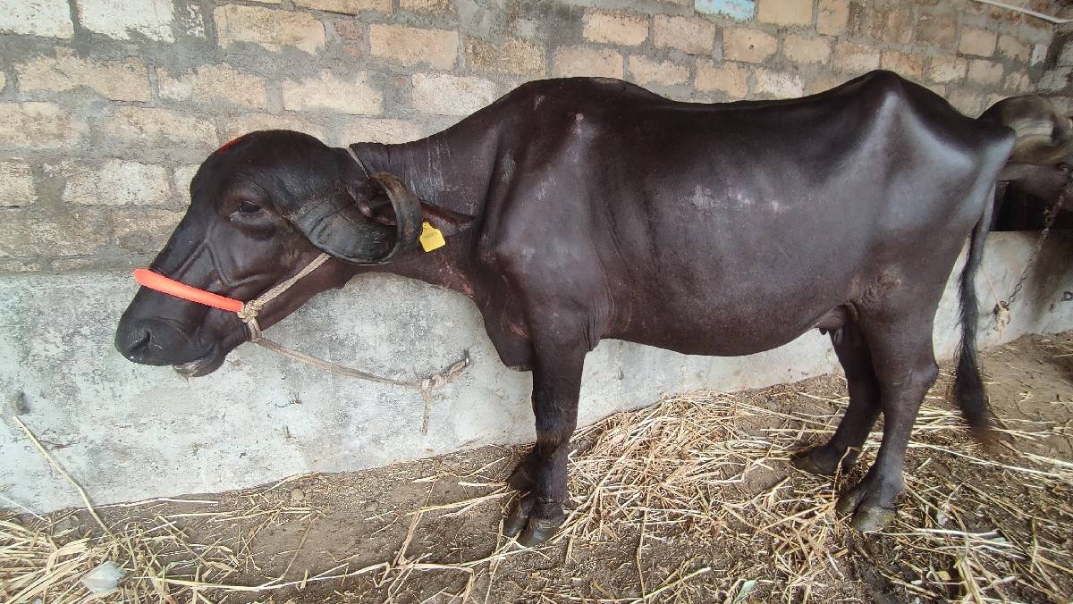 પેલુવેતર.જાફરિ. 10.થિ12.દીવશકાશિ
