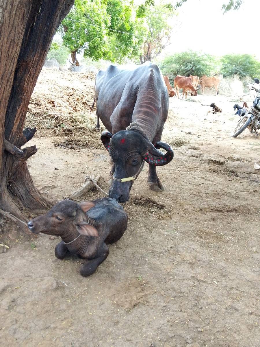 ગામ બાવાના બોડકા વન થી તાલુકો જીલ્