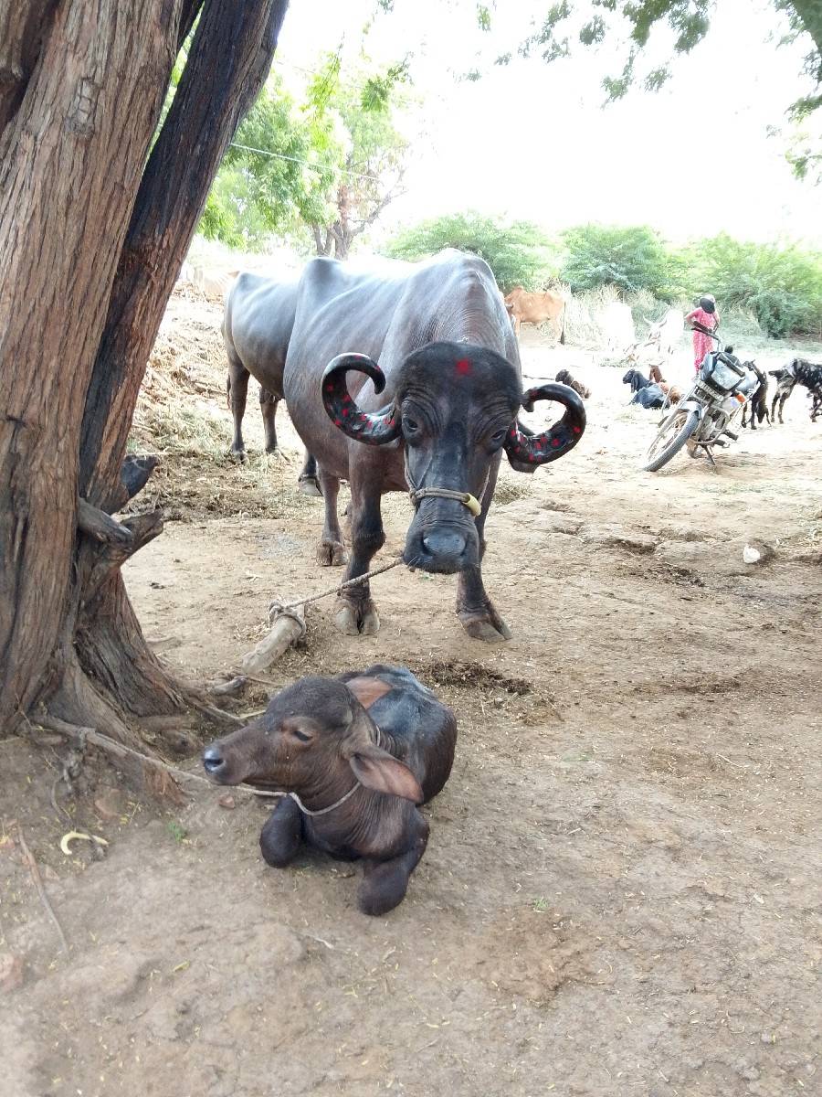 ગામ બાવાના બોડકા વન થી તાલુકો જીલ્
