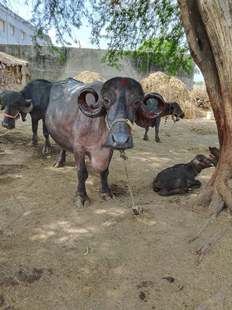 ગામ બાવાના બોડકા વન થી તાલુકો જીલ્