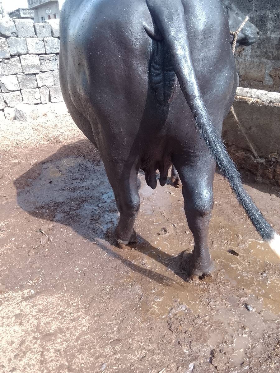ભેંસ વેચવાની છે