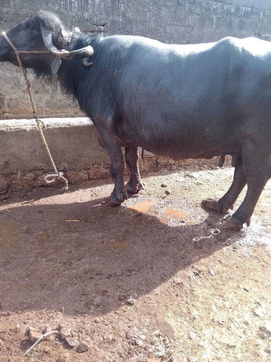 ભેંસ વેચવાની છે