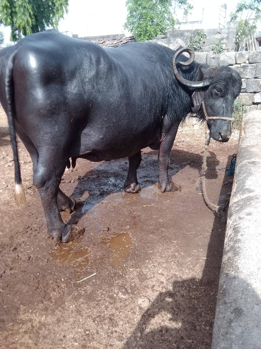 ભેંસ વેચવાની છે
