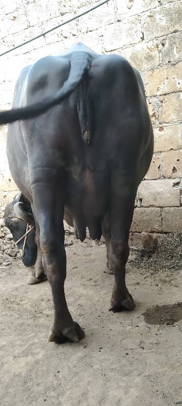 ભેંસ વેચવાની છે.