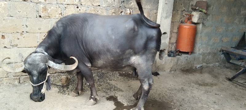 ભેંસ વેચવાની છે.