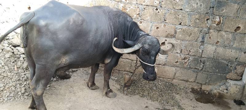 ભેંસ વેચવાની છે.