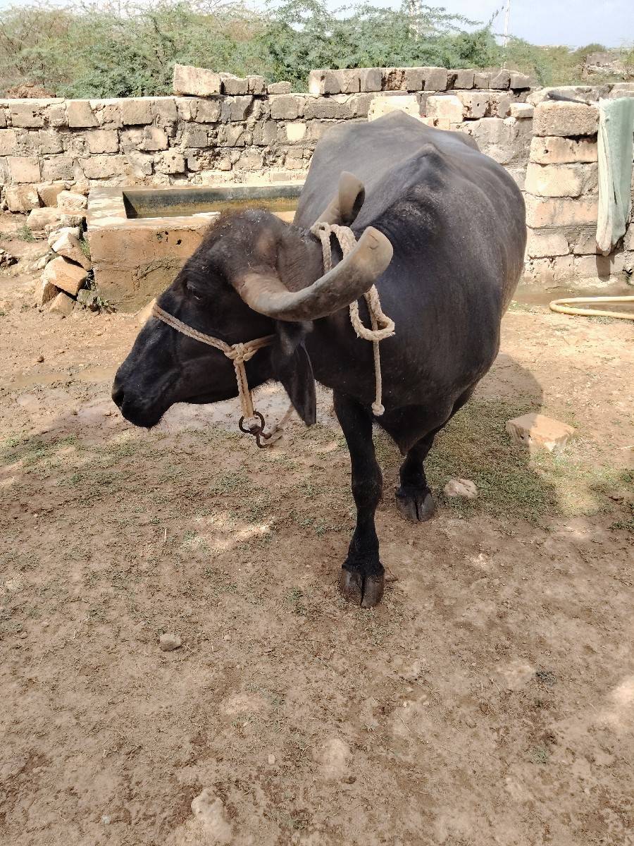વેસવાની