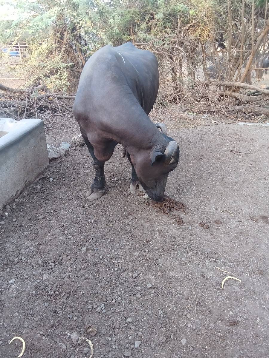 બે મહિનાની છે