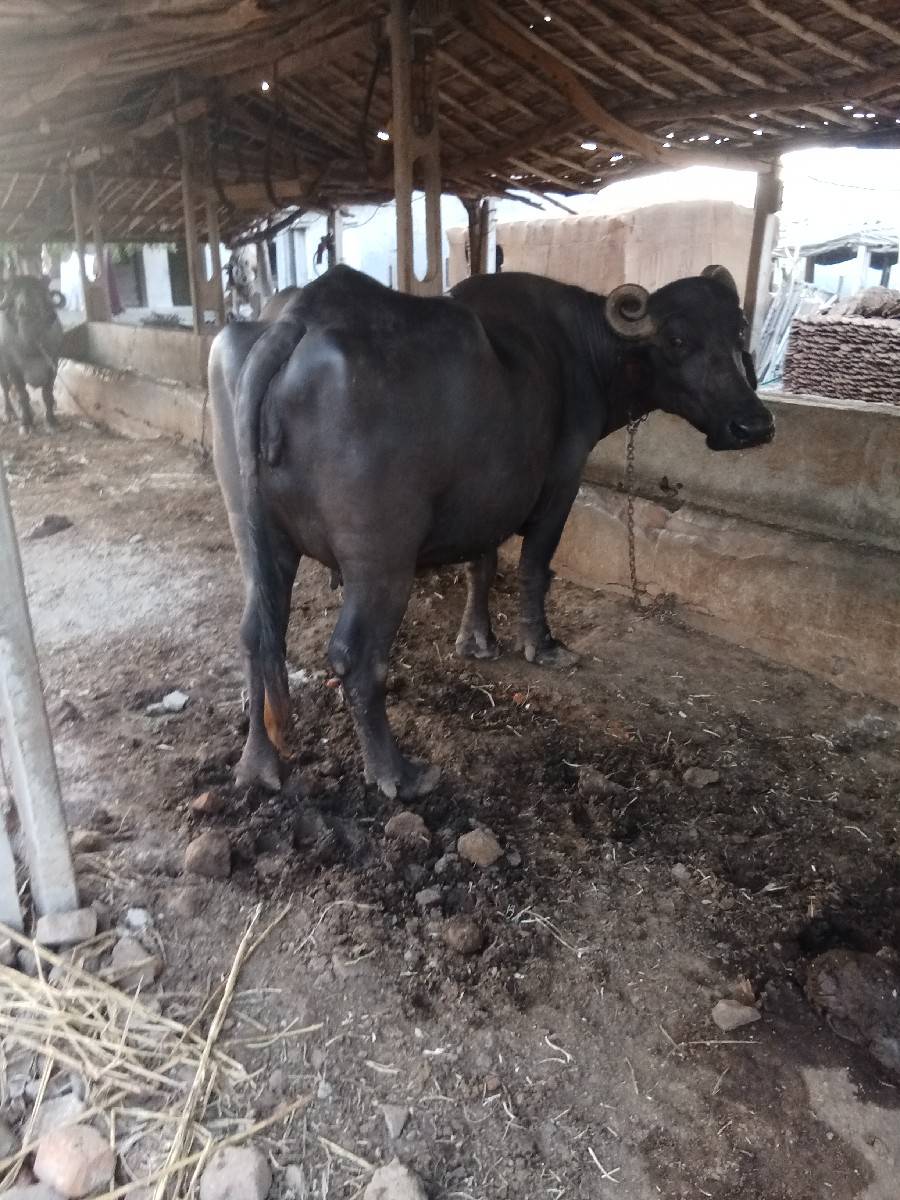 બે મહિનાની છે