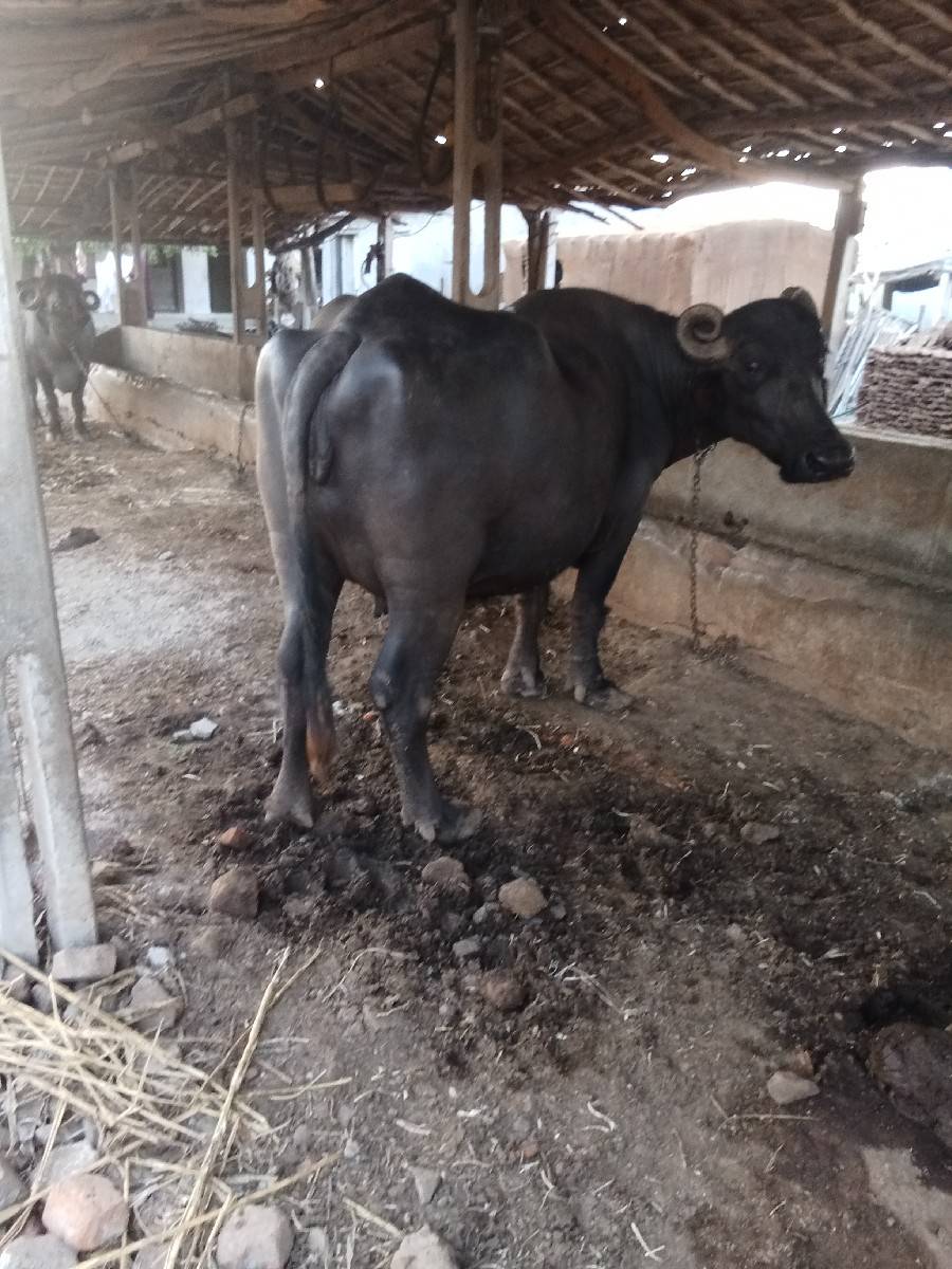 બે મહિનાની છે