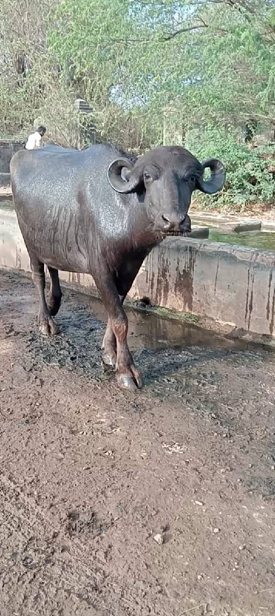ખડેલી વેચવાની છે