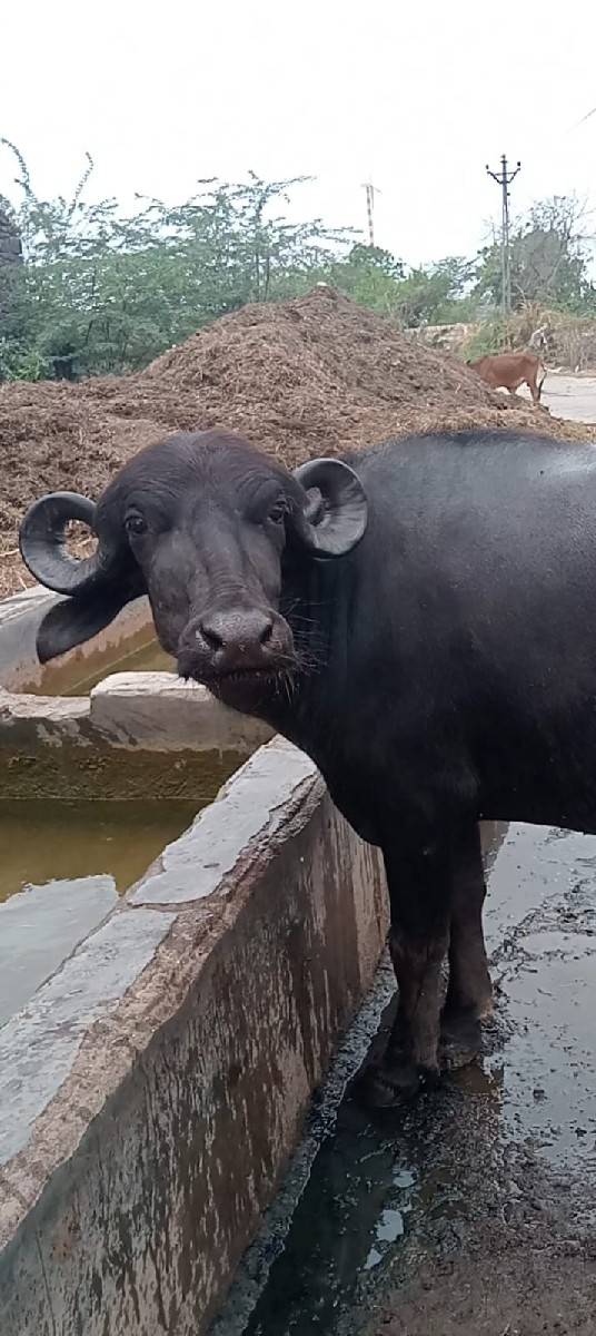 ખડેલી વેચવાની છે