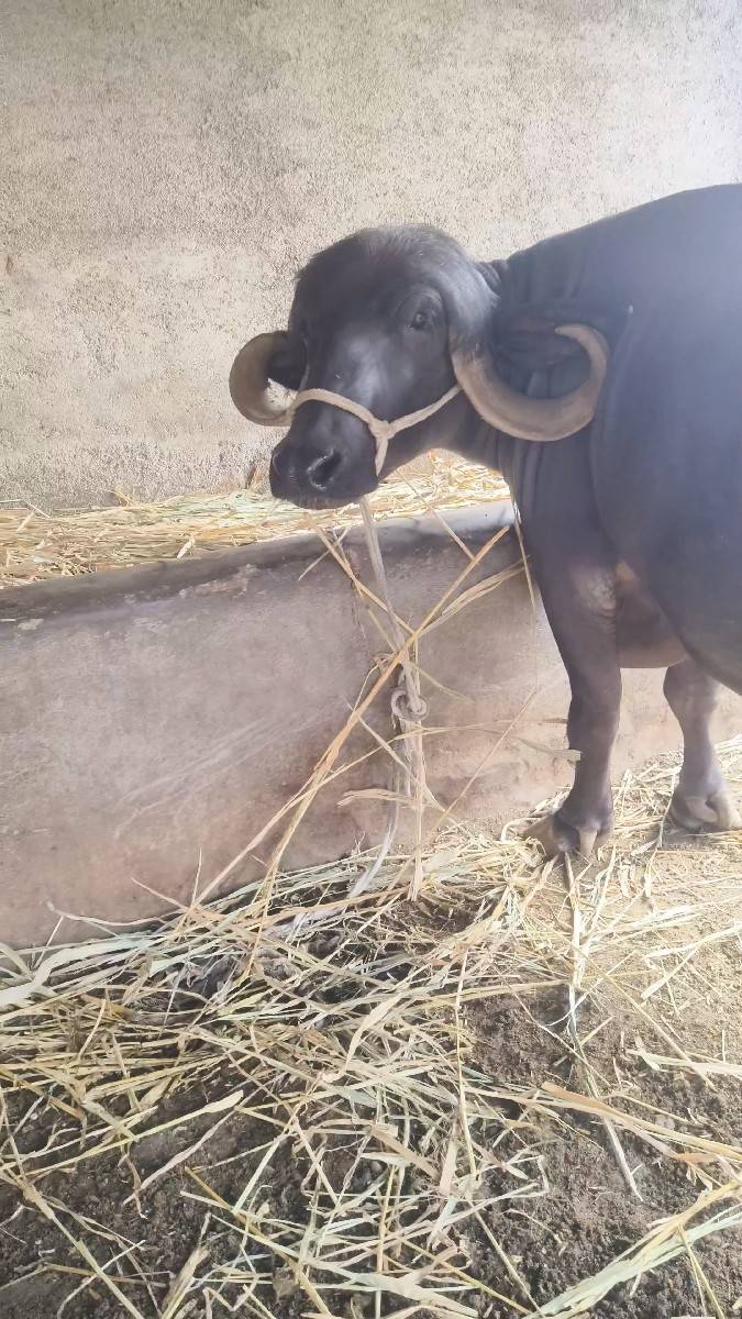 બીજુ વેતર ભેંસ વેચવાની છે