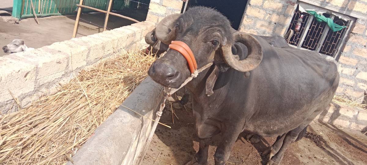 વેચવાની છે