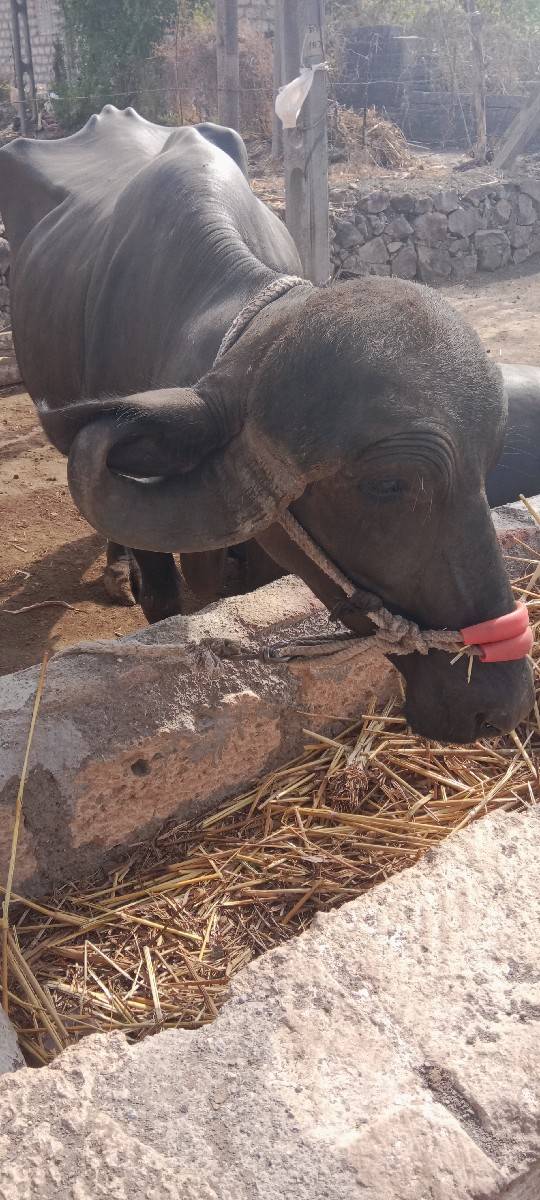 વેચવાની છે