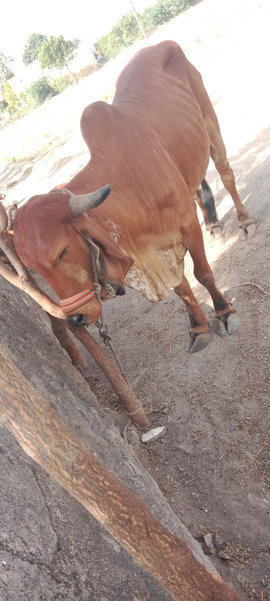 વેચવાની છે