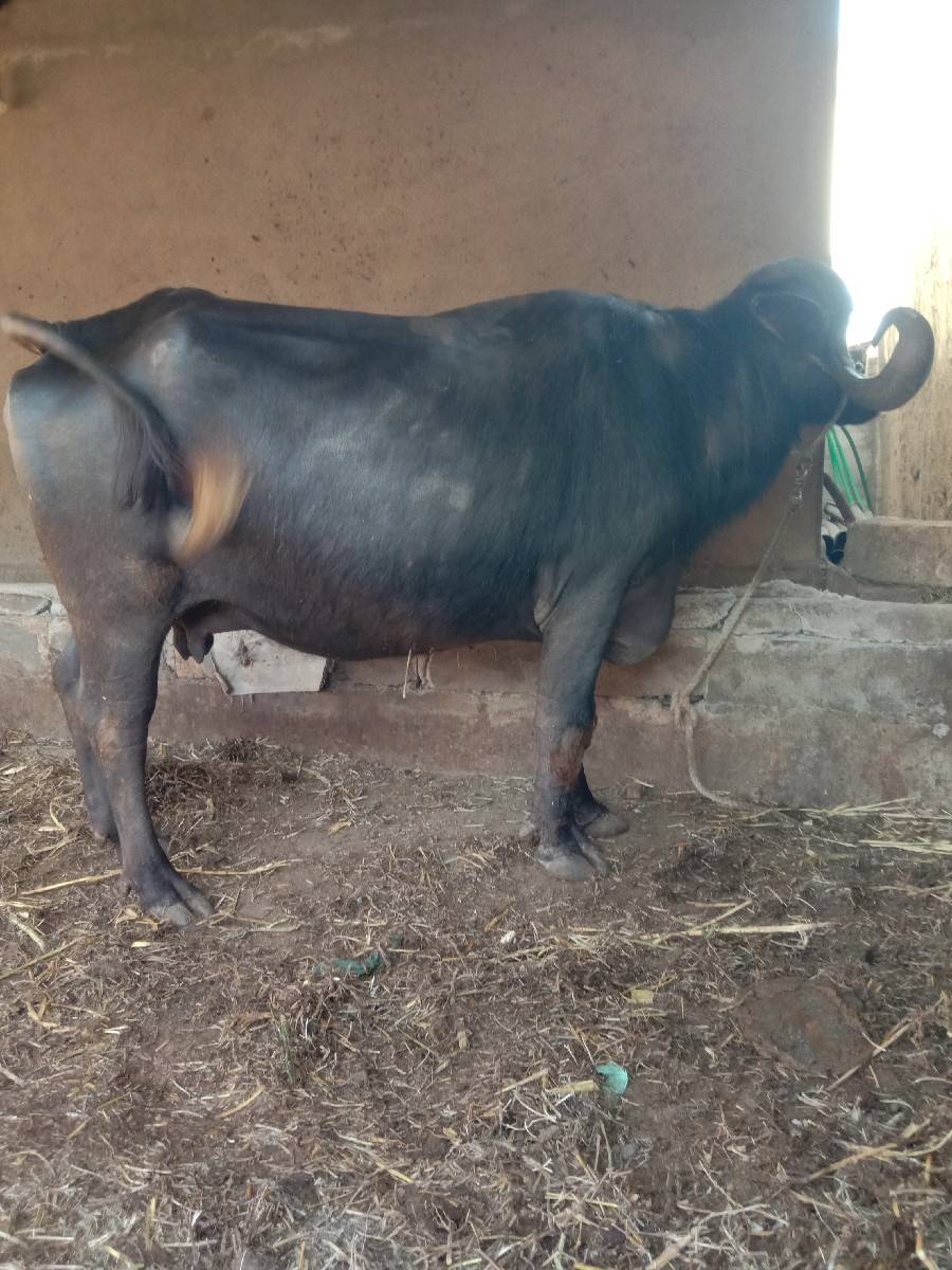 ભેસ