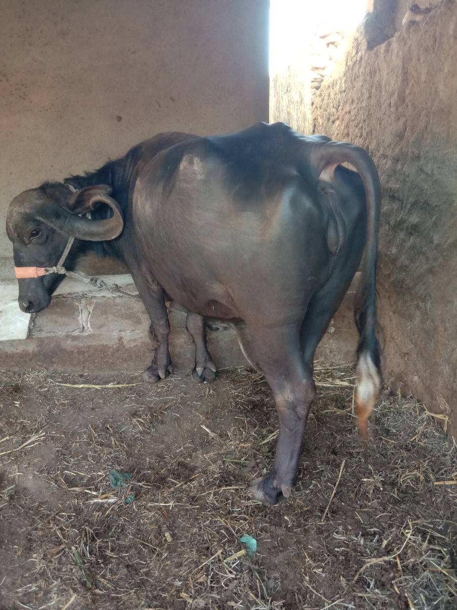 ભેસ