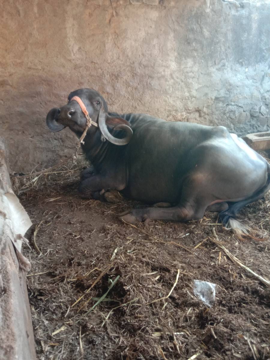 ભેસ