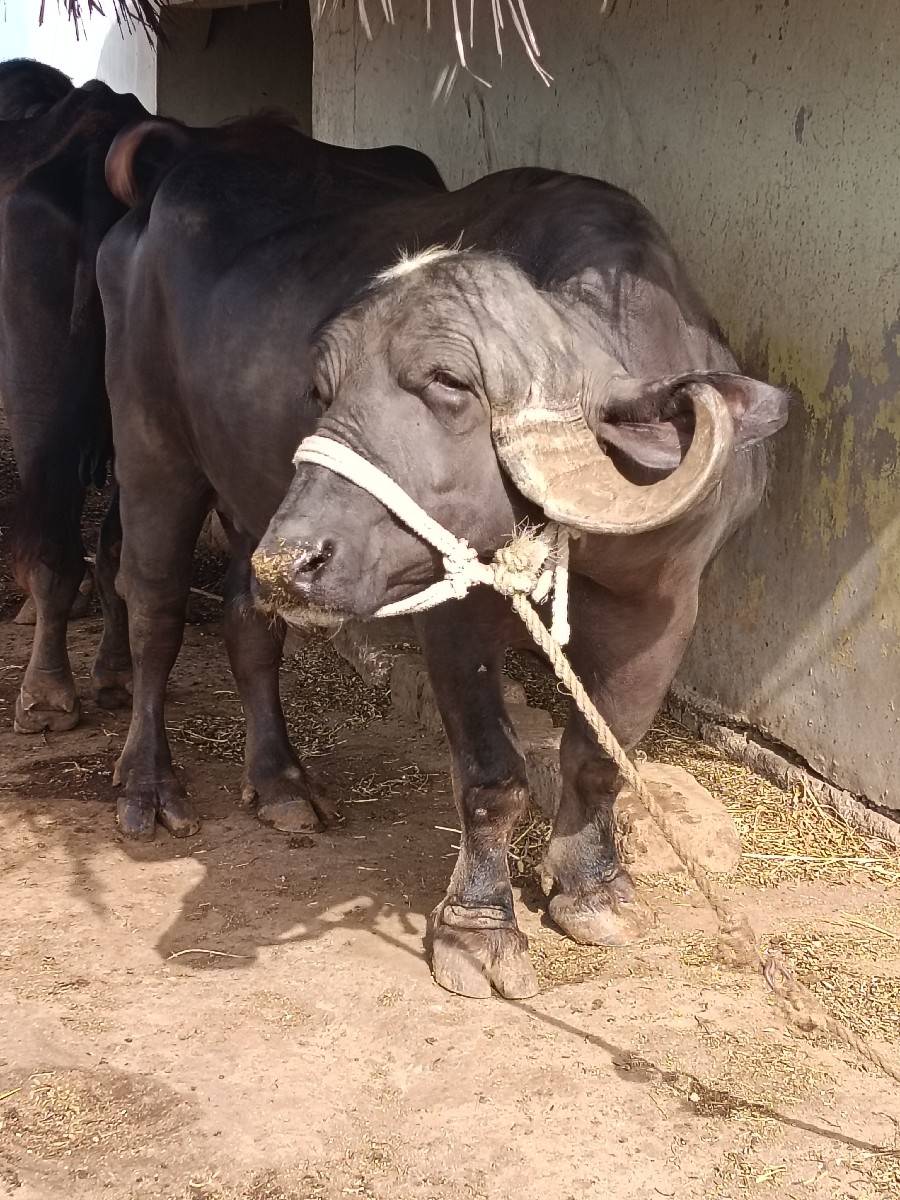 2 bhesu veshavani se