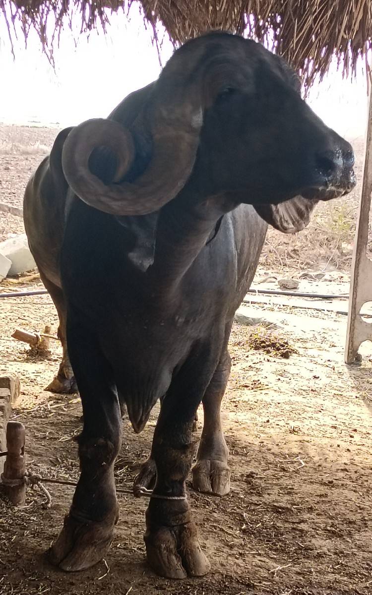 2 bhesu veshavani se