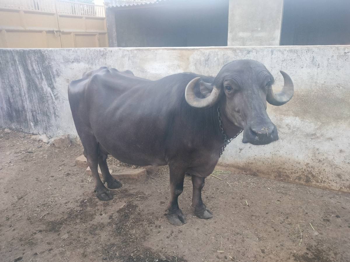 ભેંસ વેચવાની છે