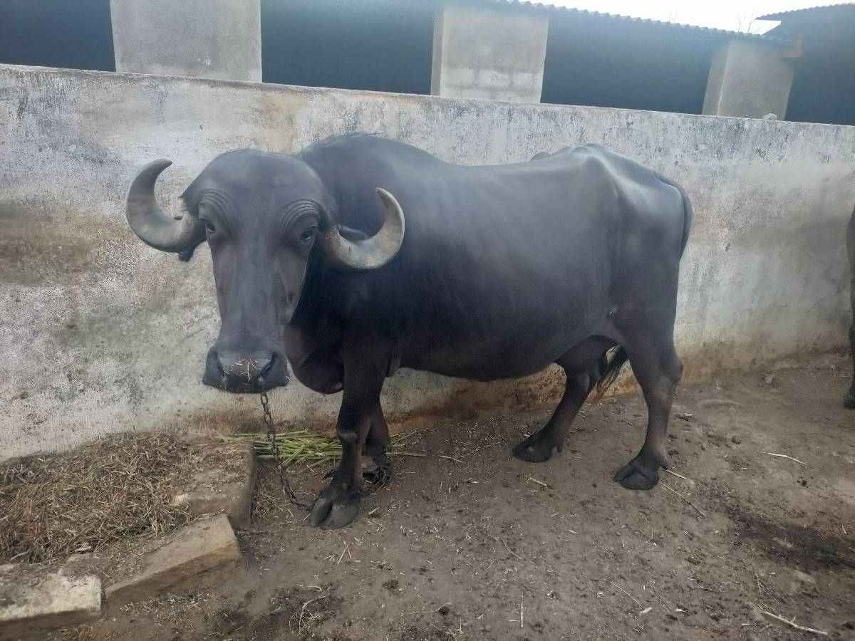 ભેંસ વેચવાની છે