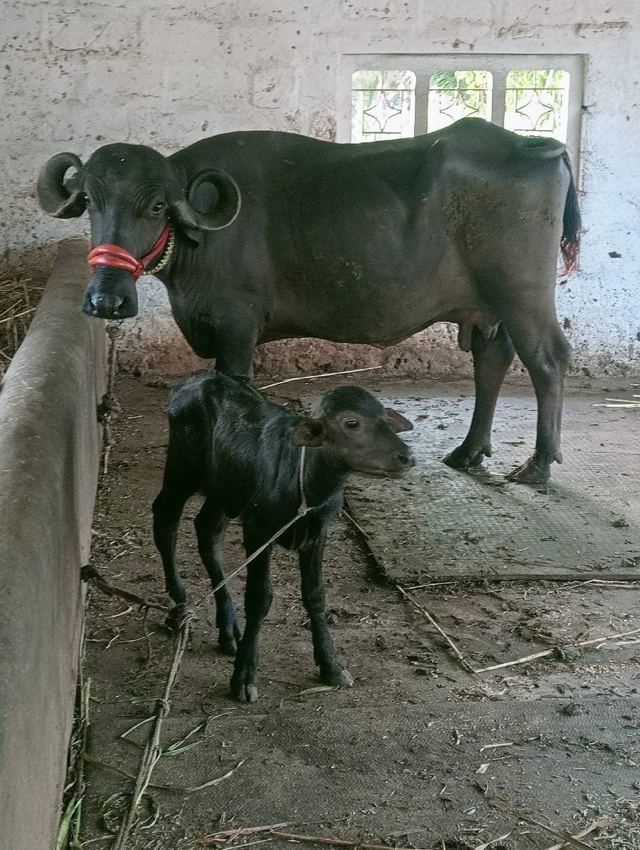 ભેંશ વેશવાની છે